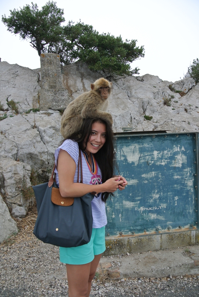 Gibraltar Monkeys
